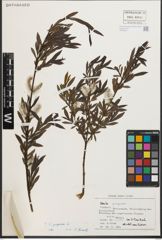 Foto von Salix purpurea L.